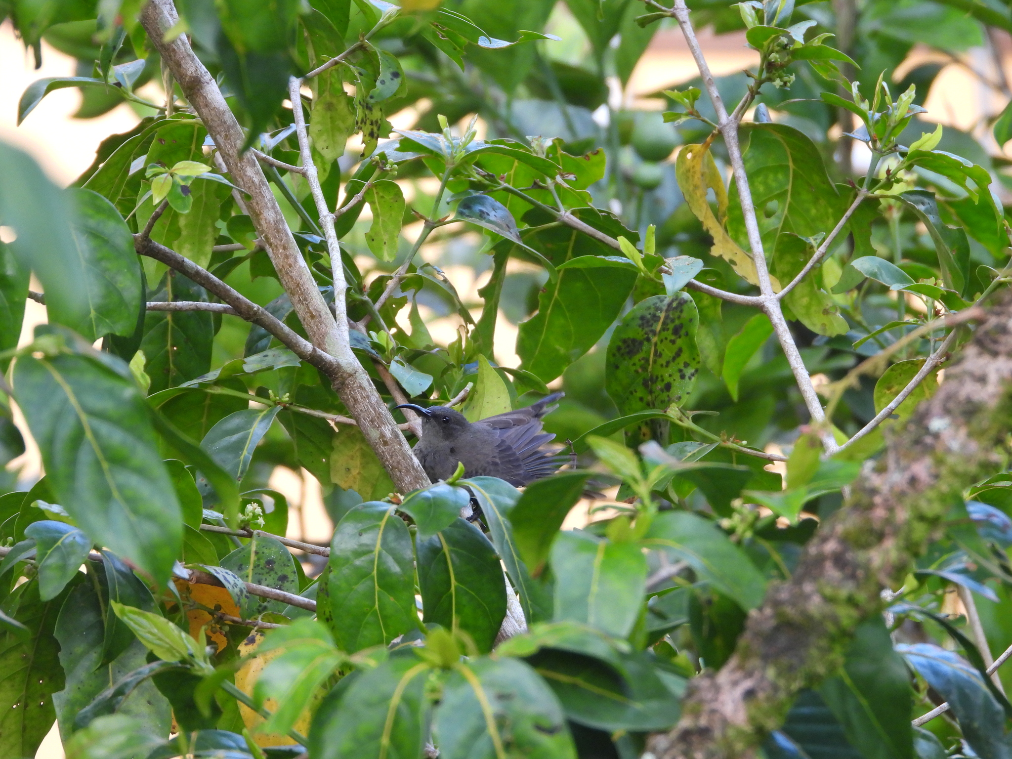 Seychelles Sunbird (Cinnyris dussumieri)