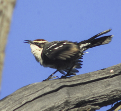 Pomatostomus ruficeps