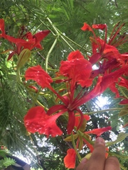 Delonix regia