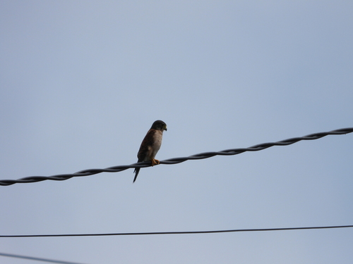 Seychelles Kestrel (Falco araeus), photo 9