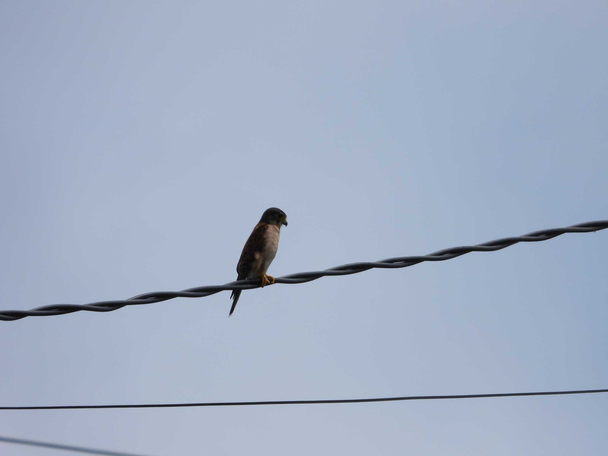 Seychelles Kestrel (Falco araeus), photo 10
