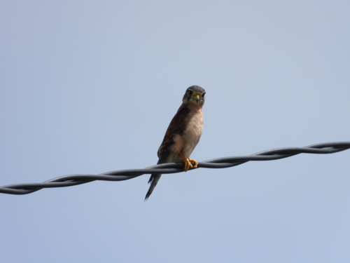 Seychelles Kestrel (Falco araeus), photo 10