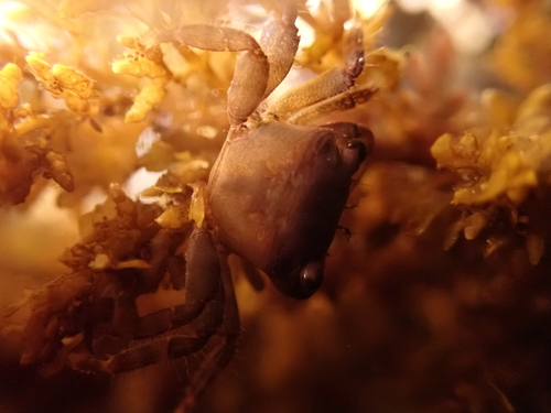 Pachygrapsus laevimanus