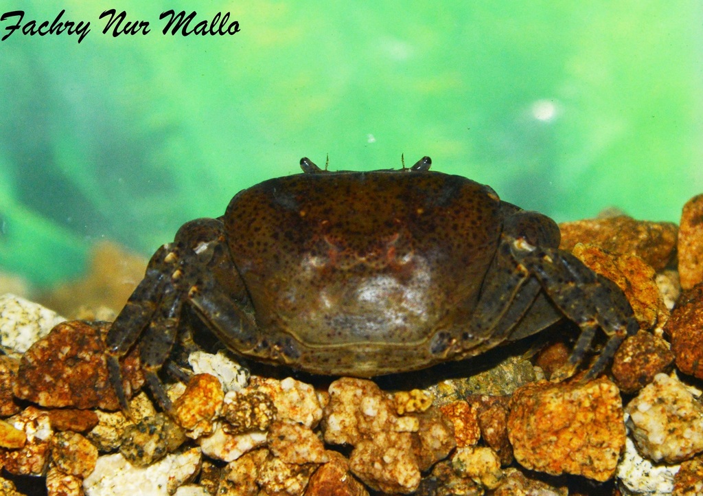 Parathelphusa linduensis