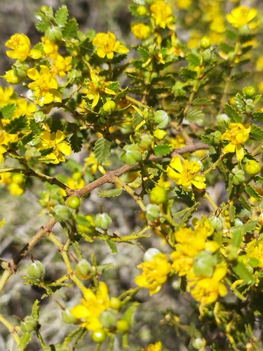 Image of Larrea nitida by (c) Sebastián Fornés, some rights reserved (CC BY)