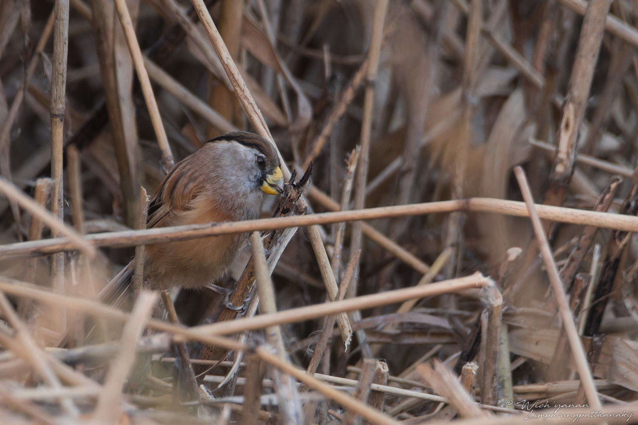 Reed Parrotbill