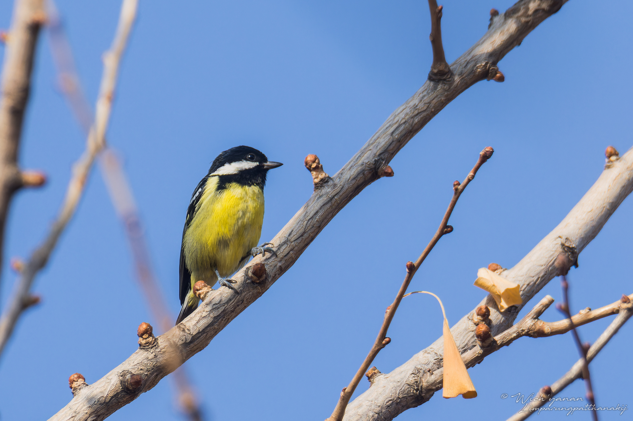 Yellow-bellied Tit