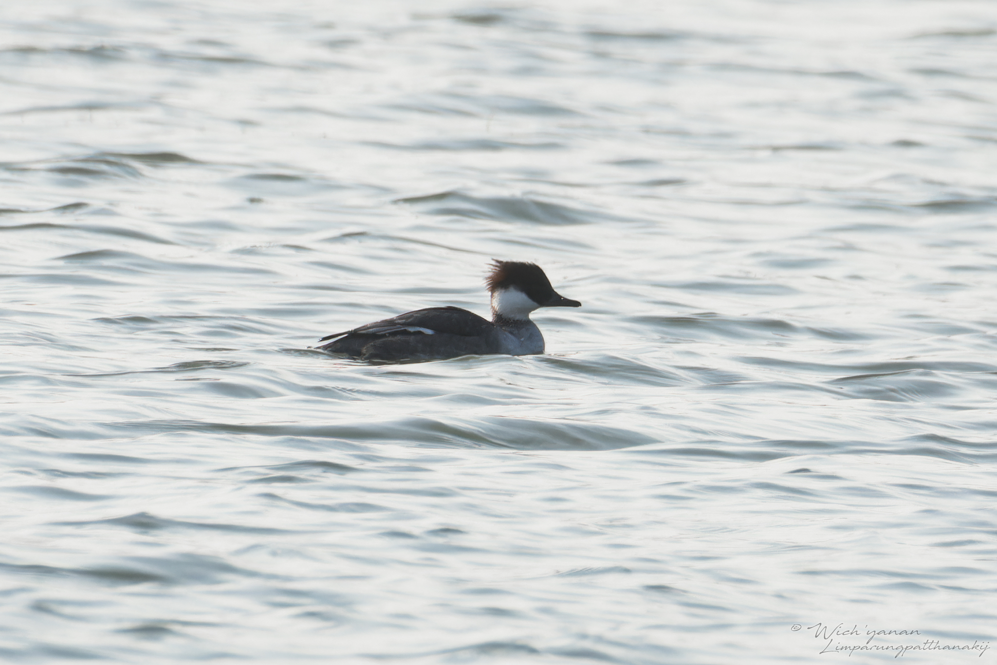 Smew