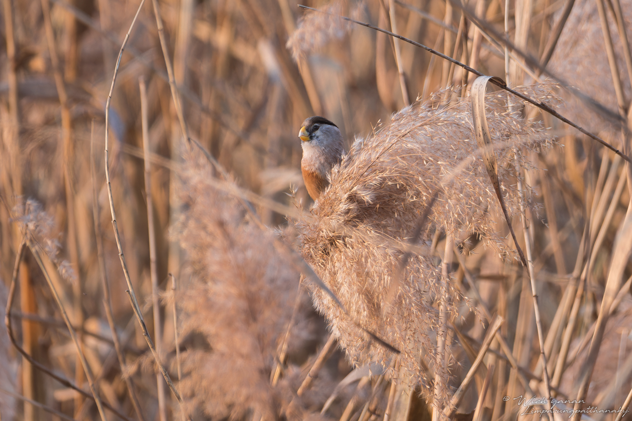 Reed Parrotbill