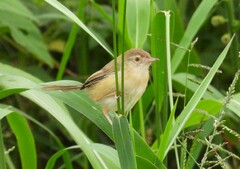 Plain Prinia photo 5