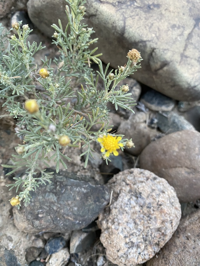 Brachanthemum kirghisorum