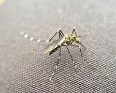 Aedes sierrensis