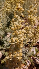 Artemisia stelleriana