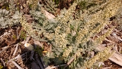 Artemisia stelleriana
