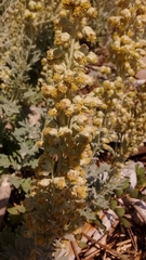 Artemisia stelleriana