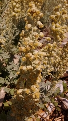 Artemisia stelleriana