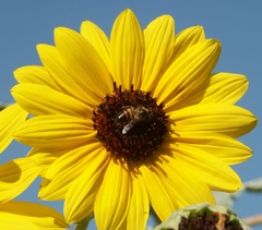 Helianthus argophyllus