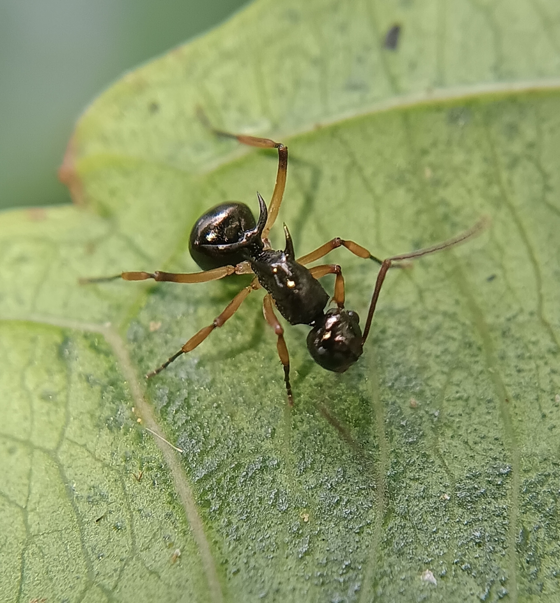 Polyrhachis follicula