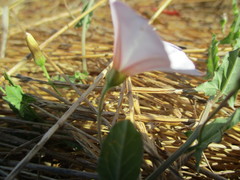 Calystegia occidentalis