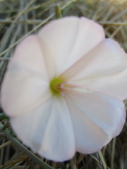 Calystegia occidentalis