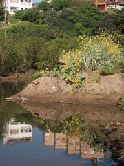 Helianthus argophyllus
