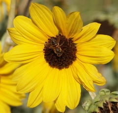 Helianthus argophyllus