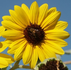 Helianthus argophyllus