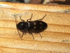 Selatosomus suckleyi