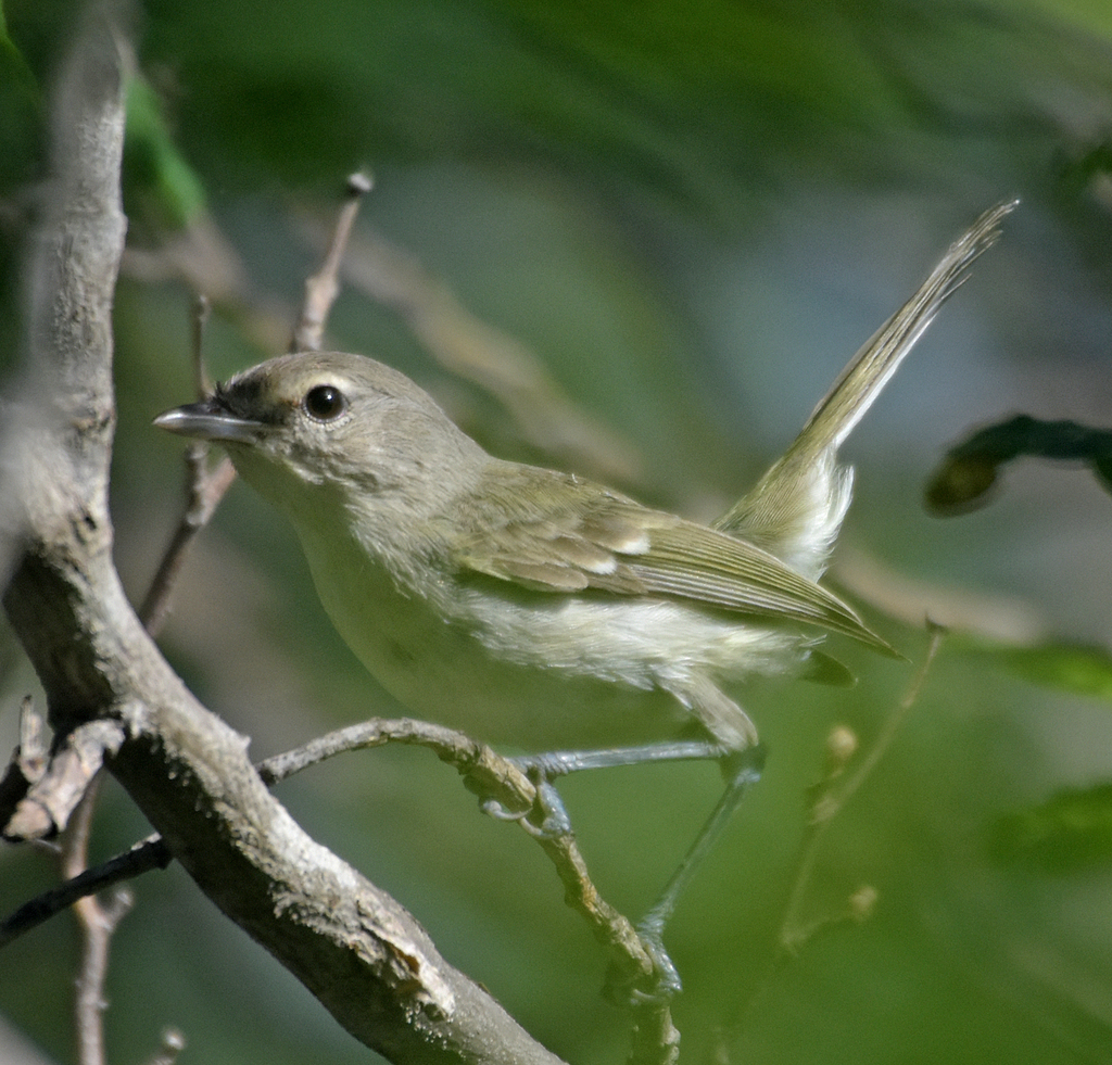 Bell's Vireo