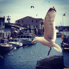 Larus argentatus