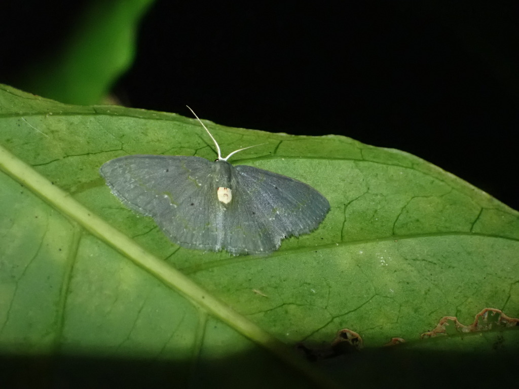 Heterorachis insueta