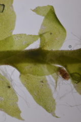 Douinia ovata