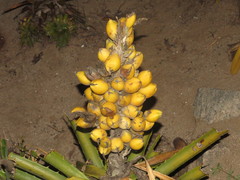 Bromelia antiacantha
