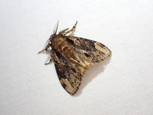 Gallienica maligna