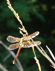 Libellula needhami