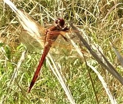 Libellula needhami