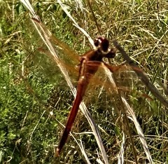 Libellula needhami