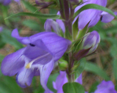 Penstemon deaveri