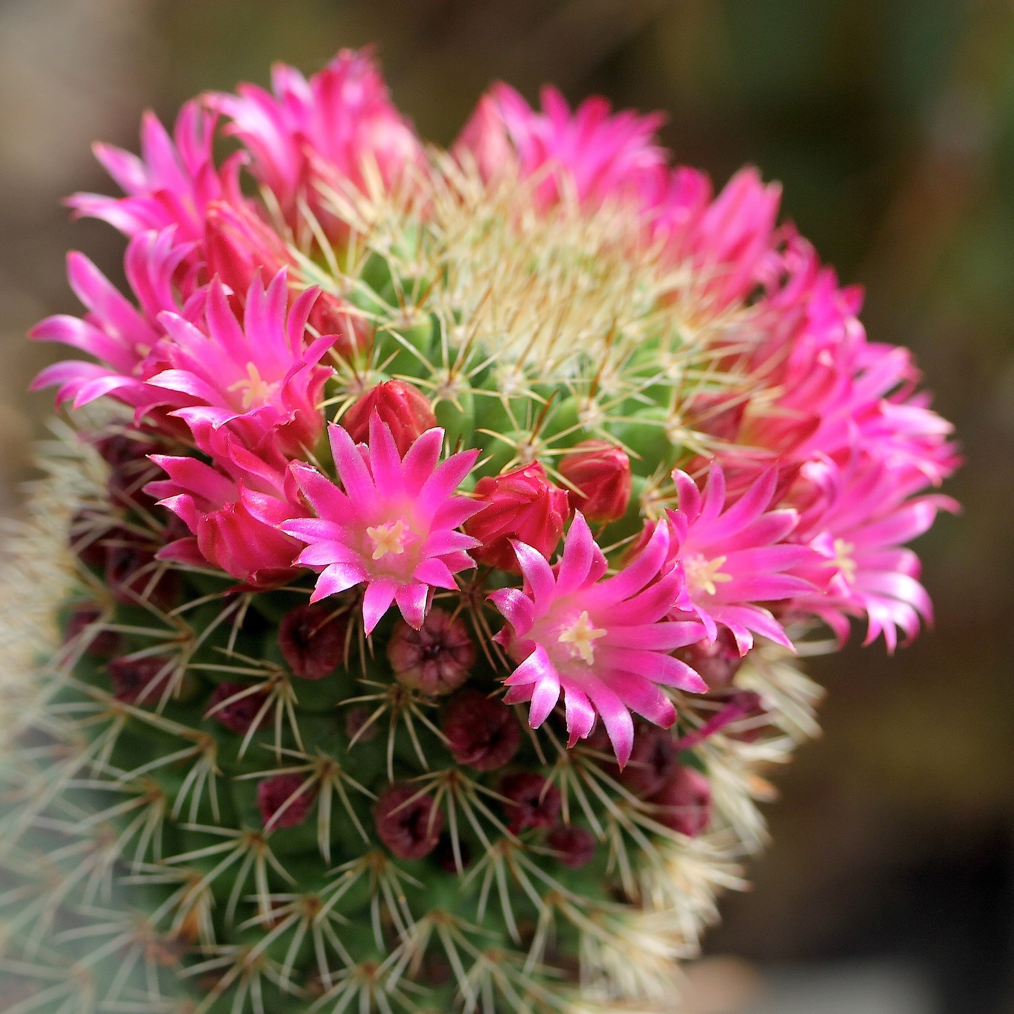 Mammillaria backebergiana