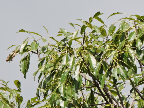 Sideroxylon capiri - Whole tree