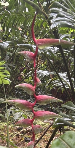 Image of Heliconia chartacea by (c) scaup, some rights reserved (CC BY)