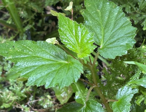 Image of Begonia humilis by (c) scaup, some rights reserved (CC BY)
