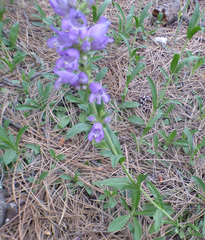 Penstemon deaveri