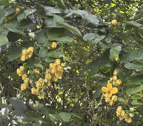 Senna bacillaris, photograph 1