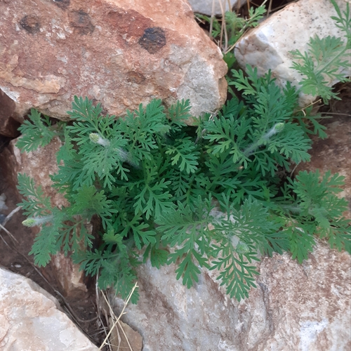 Image of Lavandula multifida by (c) bogsuckers, some rights reserved (CC BY)