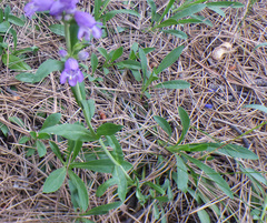 Penstemon deaveri