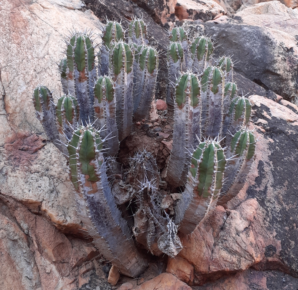 Euphorbia officinarum L. 2