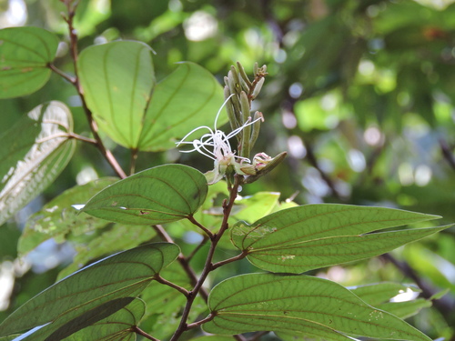 Chak-ts'ulubtok (Bauhinia ungulata)