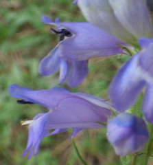 Penstemon deaveri