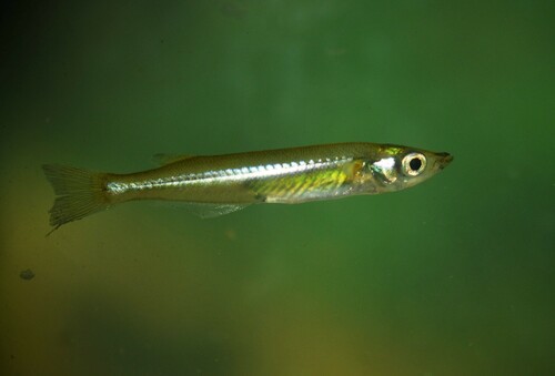 Xenopoecilus sarasinorum